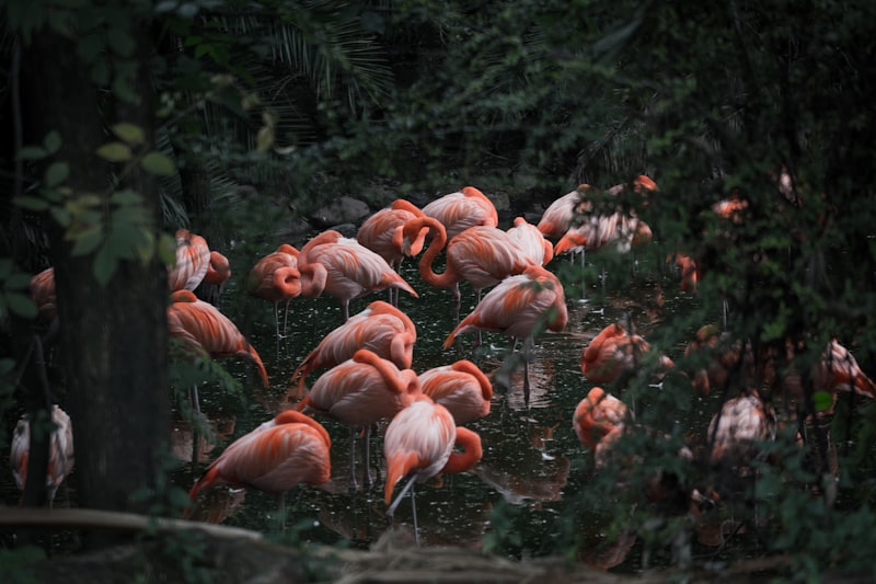 Zoológico de Cali